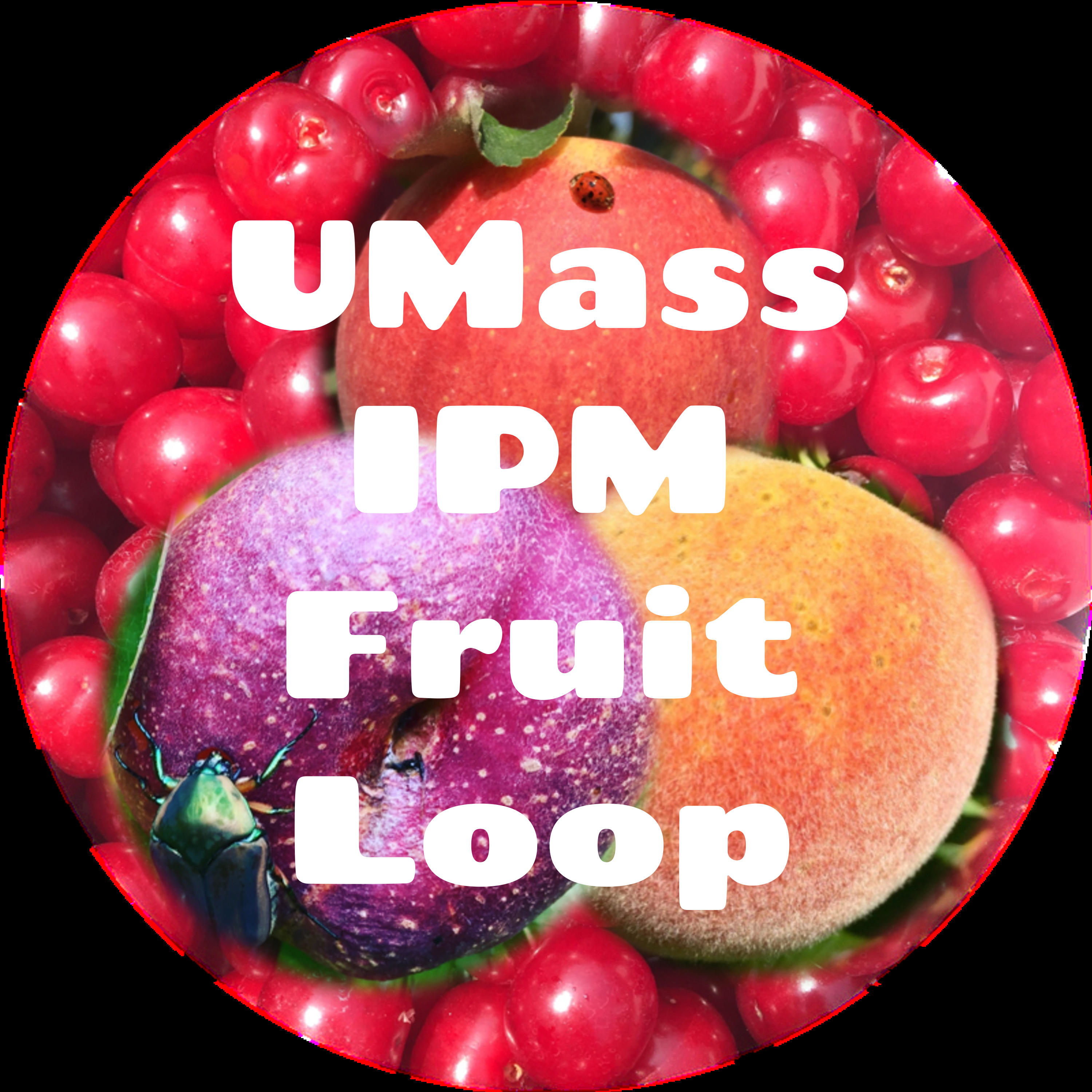 UMass IPM Fruit Loop