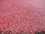 Cranberries floating in harvest flood by Carolyn J. DeMoranville