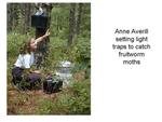 Anne Averill Setting Insect Light Traps