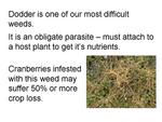 Dodder: A Cranberry Weed