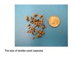 The Size of Dodder Seed Capsules
