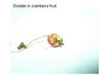 Dodder in Cranberry Fruit