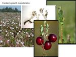 Cranberry Growth Characteristics