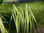 Cheatgrass (Bromus tectorum) percent cover data