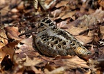 Designing Sustainable Landscapes: Representative Species Model: American woodcock (Scolopax minor) by William V DeLuca