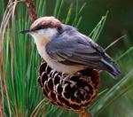 Designing Sustainable Landscapes: Representative Species Model: Brown-headed Nuthatch (Sitta pusilla) by William V. DeLuca