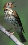 Designing Sustainable Landscapes: Representative Species Model: Wood Thrush (Hylocichla mustelina) by William V. DeLuca