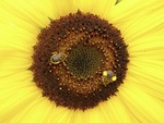 The Intersection of Bee and Flower Sexes: Pollen Presence Shapes Sex-Specific Bee Foraging Associations in Sunflower